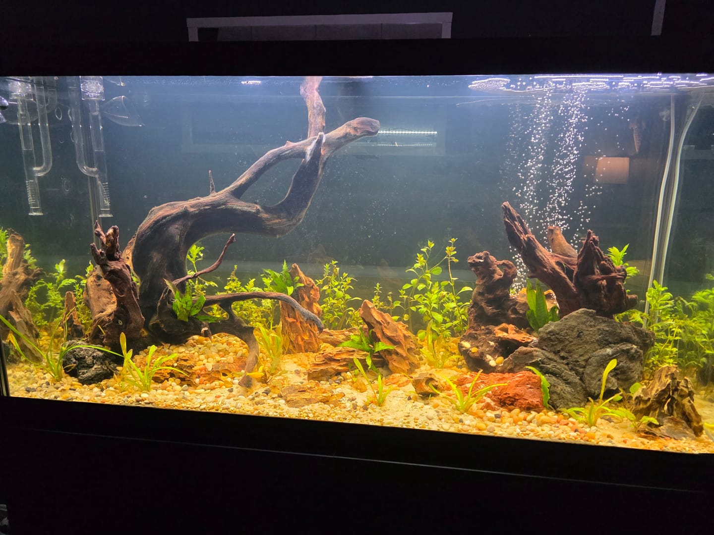 Customer photo review of Water Wisteria (Hygrophila difformis)