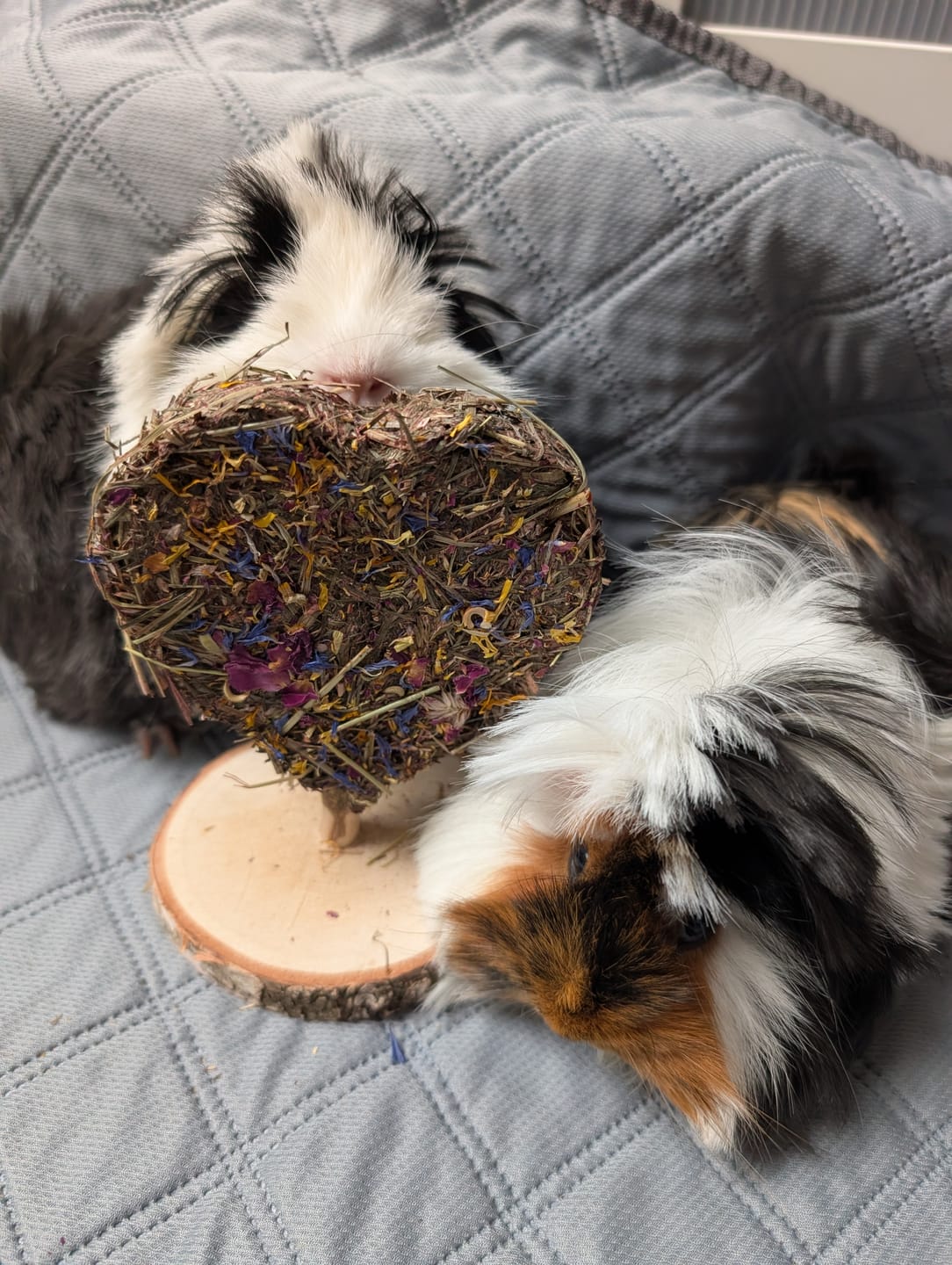 Customer photo review of 💜 Blütenherz Geschenkset – ein Herzensgruß für deine Meerschweinchen