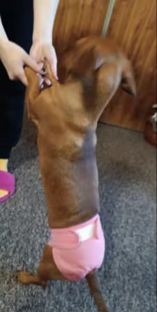 Customer photo review of Pañal Lavable Impermeable para Mascotas