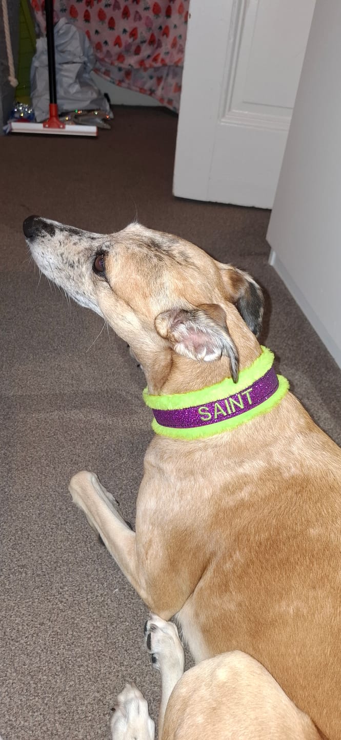 Customer photo review of Slip Collar ONLY