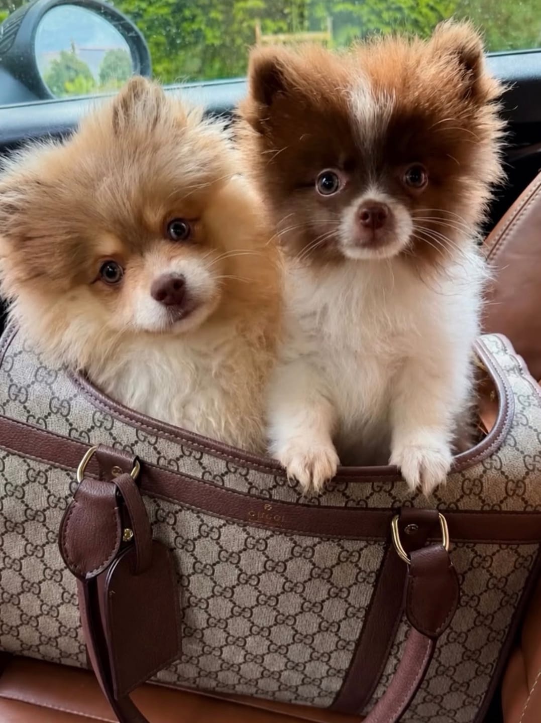 Customer photo review of GG BAG (3-5 days to send out)