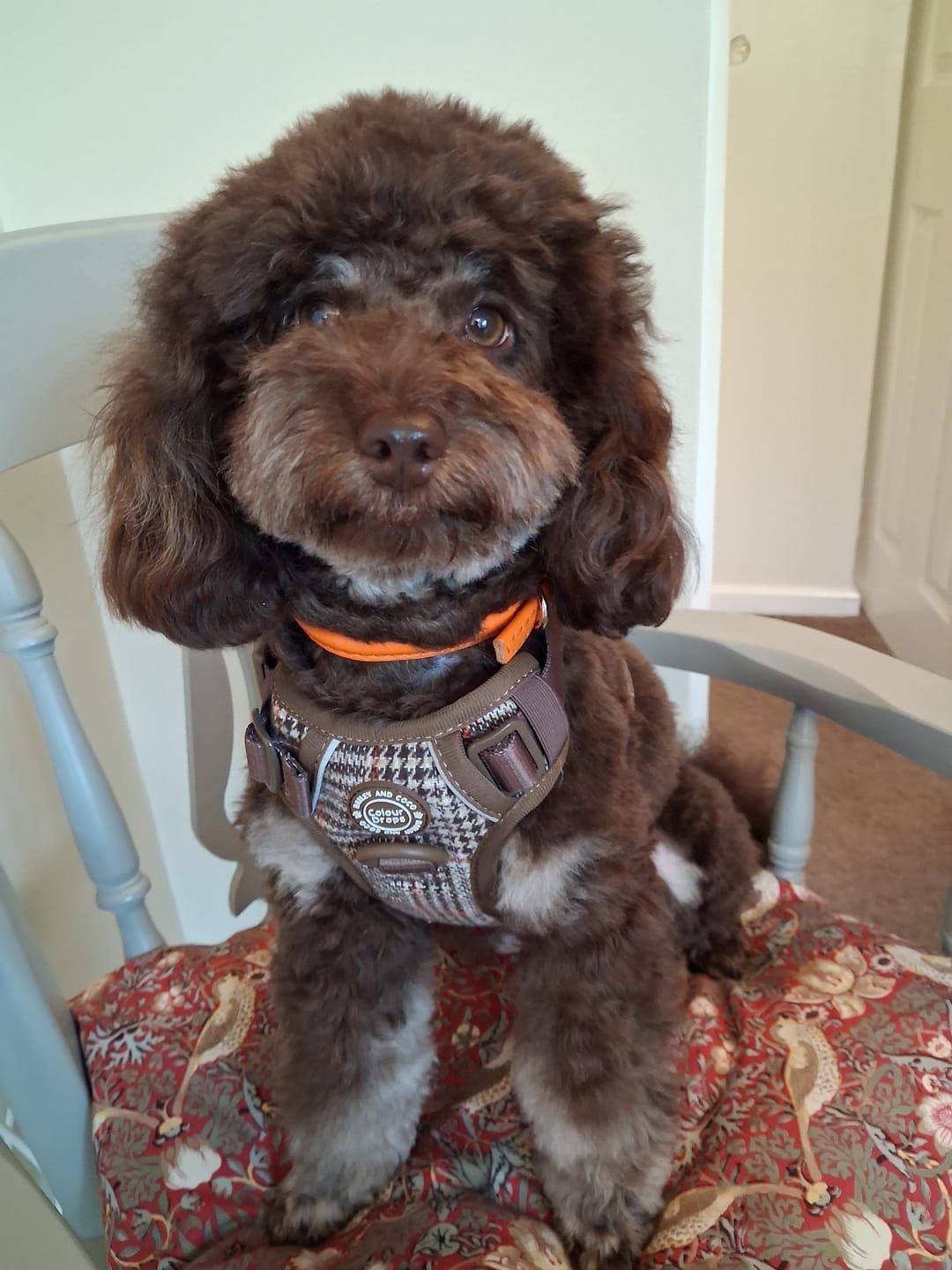Customer photo review of Trail & Glow Tweed Dog Harness - Colour Drops - Heritage Plaid