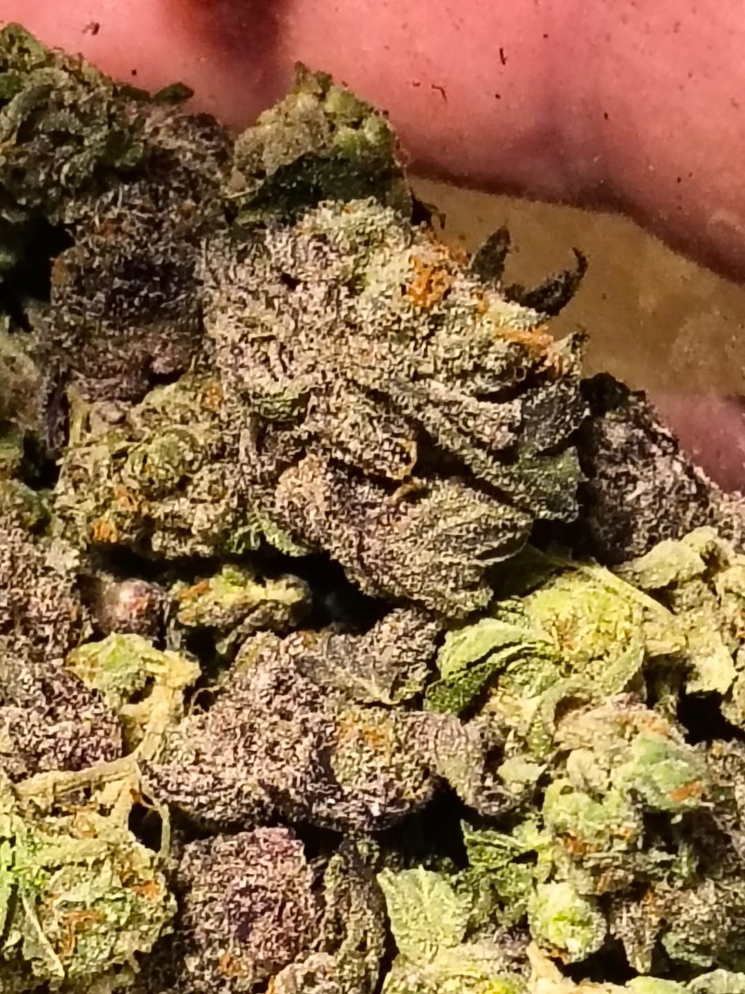 Customer photo review of Runtz Sandwich Bundle - 3 oz THCA (Budget)