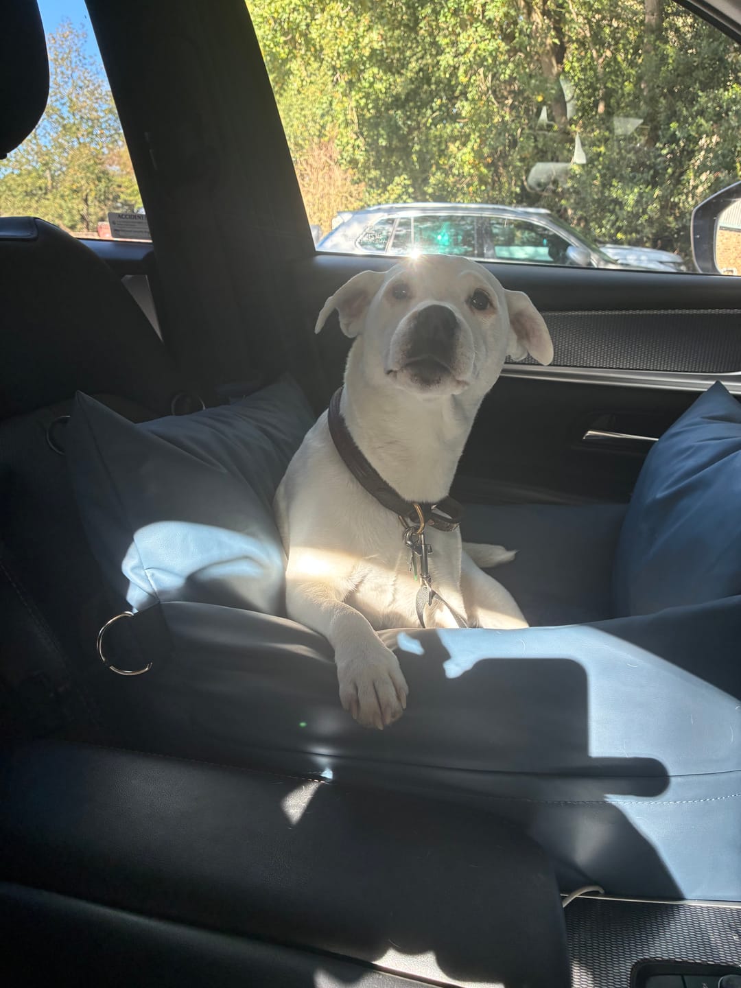 Customer photo review of Dog Dock V2 New & Improved ISO Fix