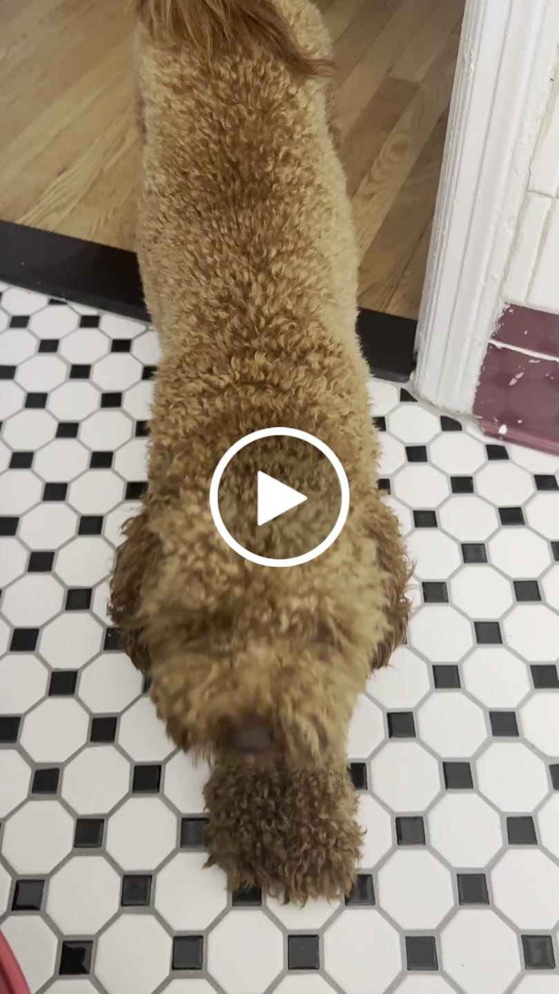 Customer video review of Calm Pet Botanic Therapy Shampoo