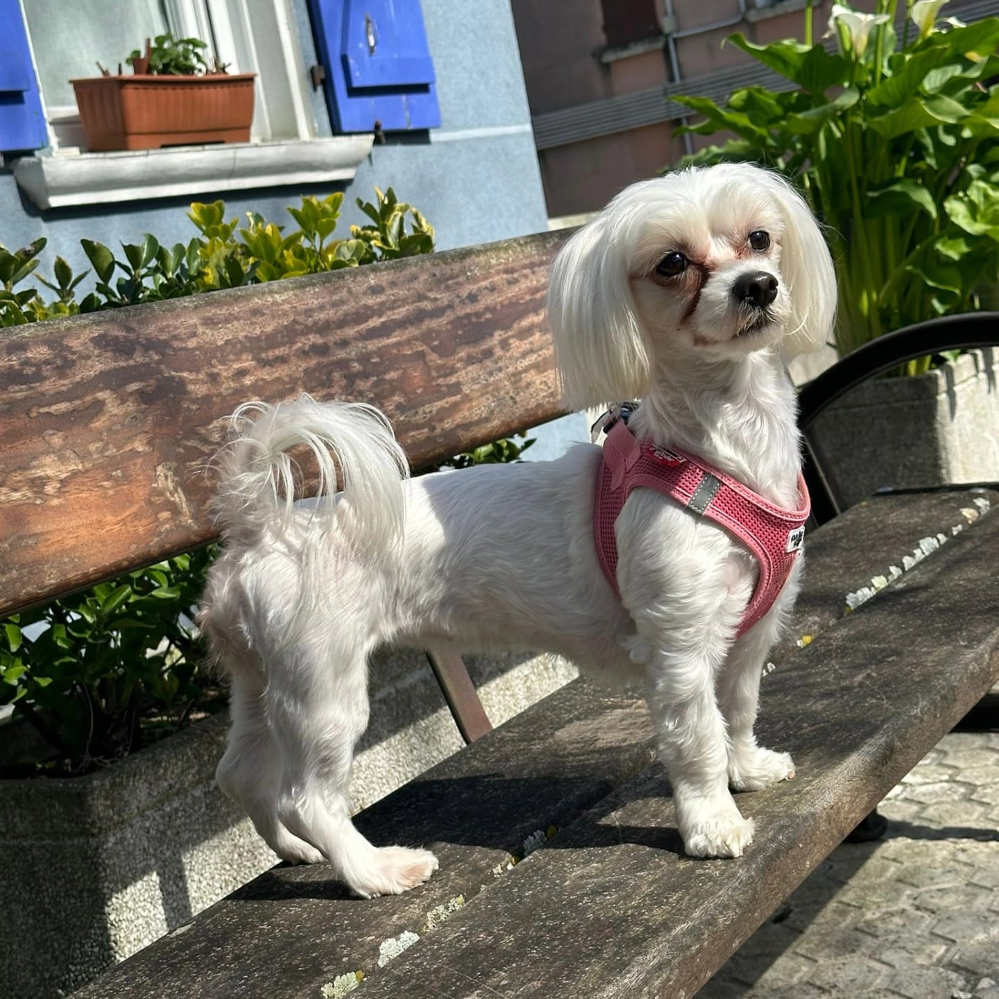 Customer photo review of Peloura Omega 3 para Perros — Piel, Pelo y Articulaciones | 60 Chuches