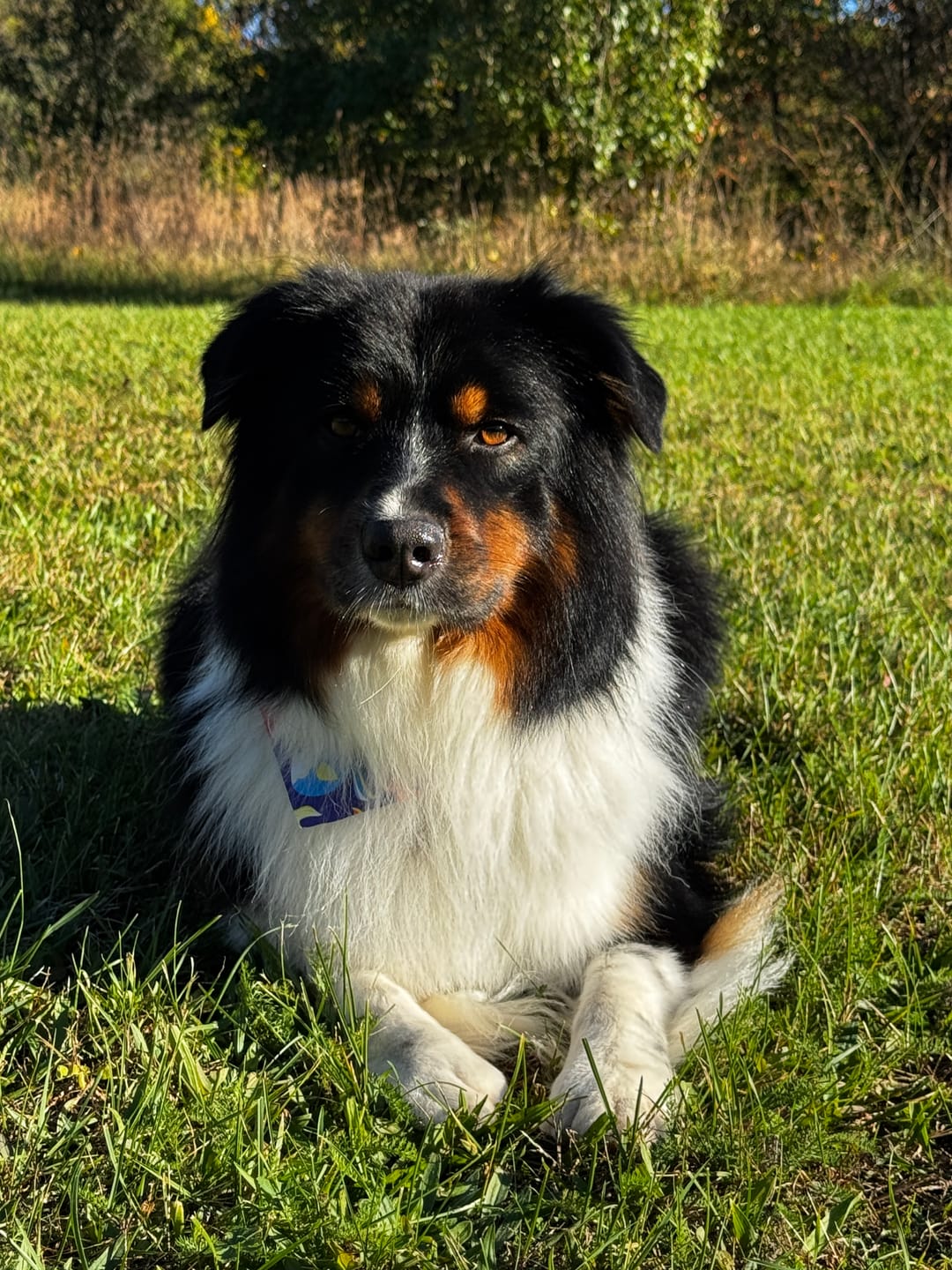 Customer photo review of 1-TDC  Oral Health + Mobility Support for Dogs