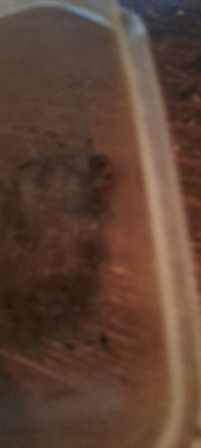 Customer photo review of THC-A  50% Hash Dry Sift