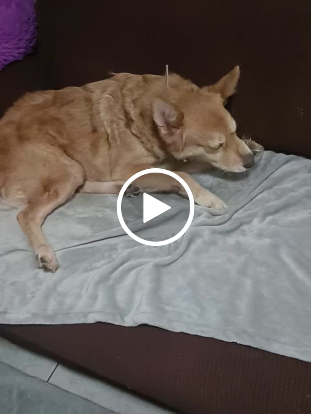 Customer video review of Manta Relajante para Mascotas