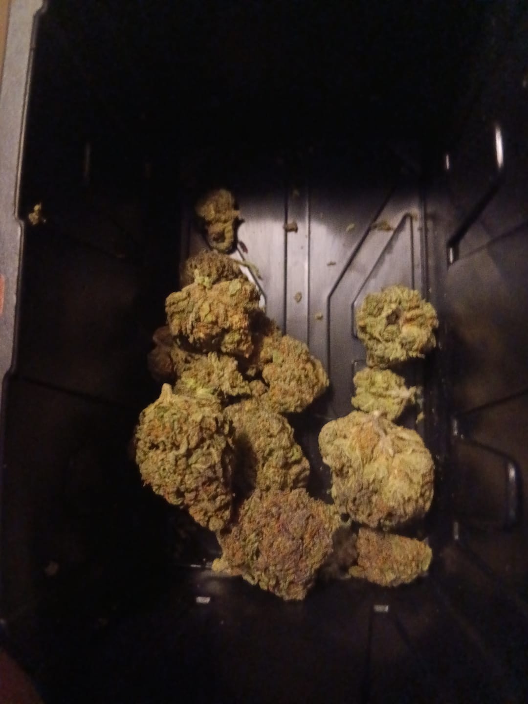 Customer photo review of THCA Queen