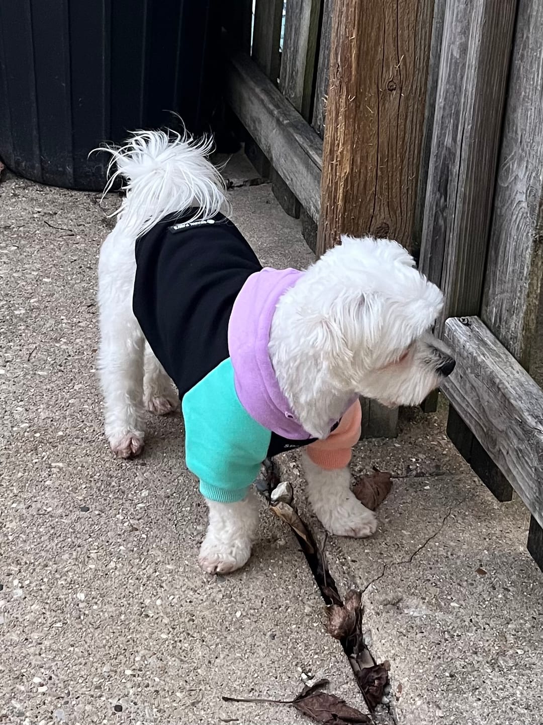 Customer photo review of Cyber Punk Dog Hoodie