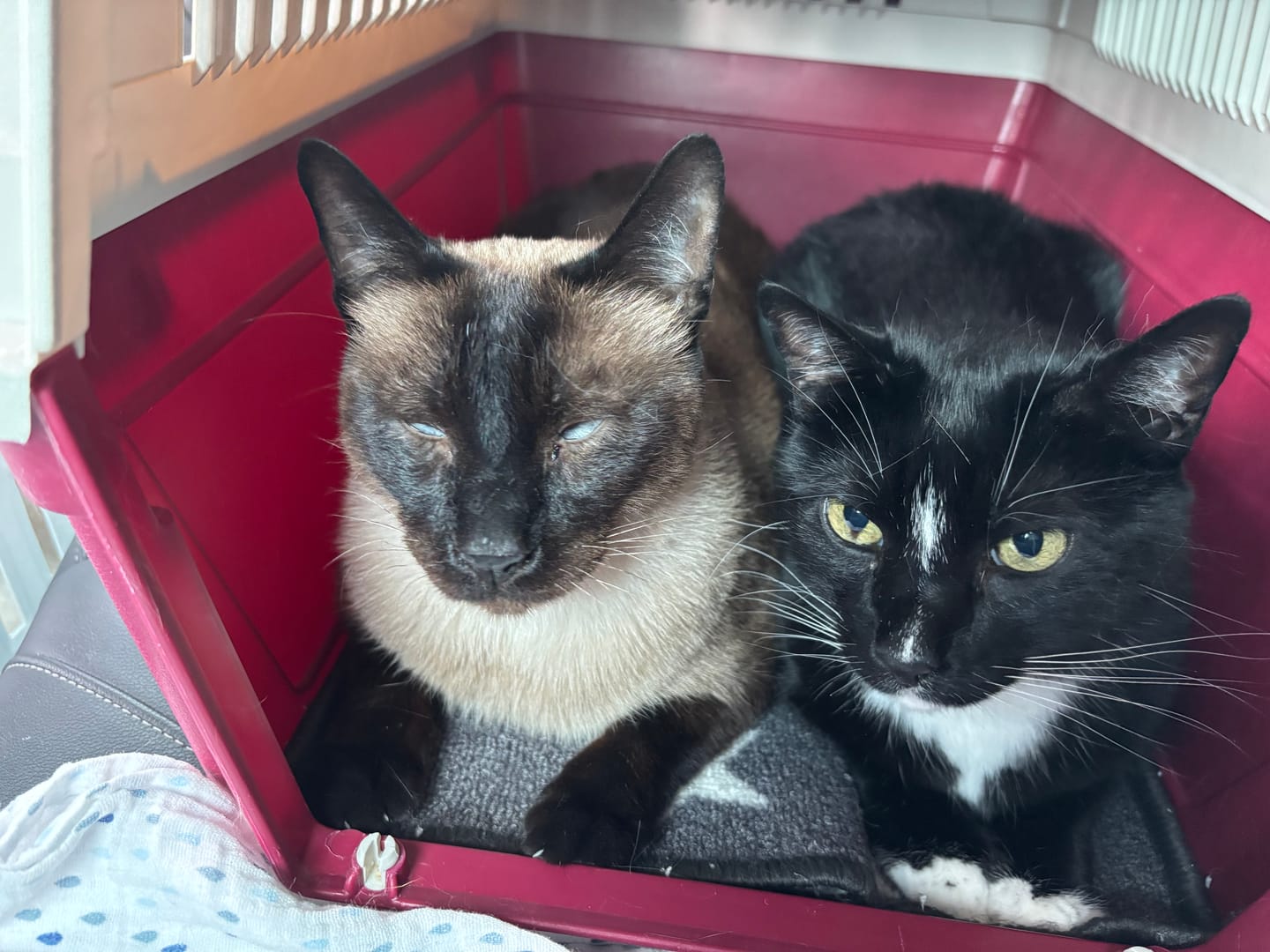 Customer photo review of Katzenklo Schaufel