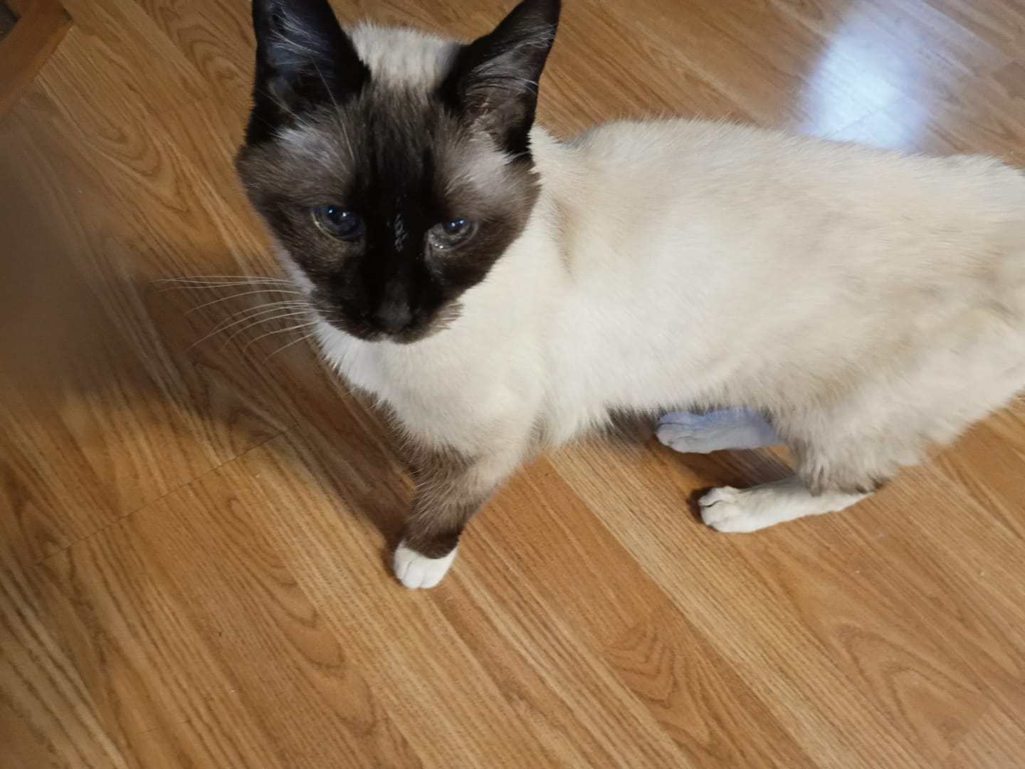 Customer photo review of Blisso Advanced Cat Probiotic