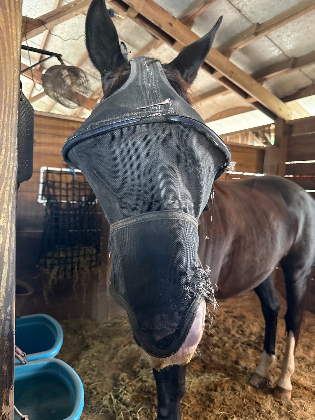 Customer photo review of Solar Vizor Fly Mask - With Nose Protection - NEW STYLE