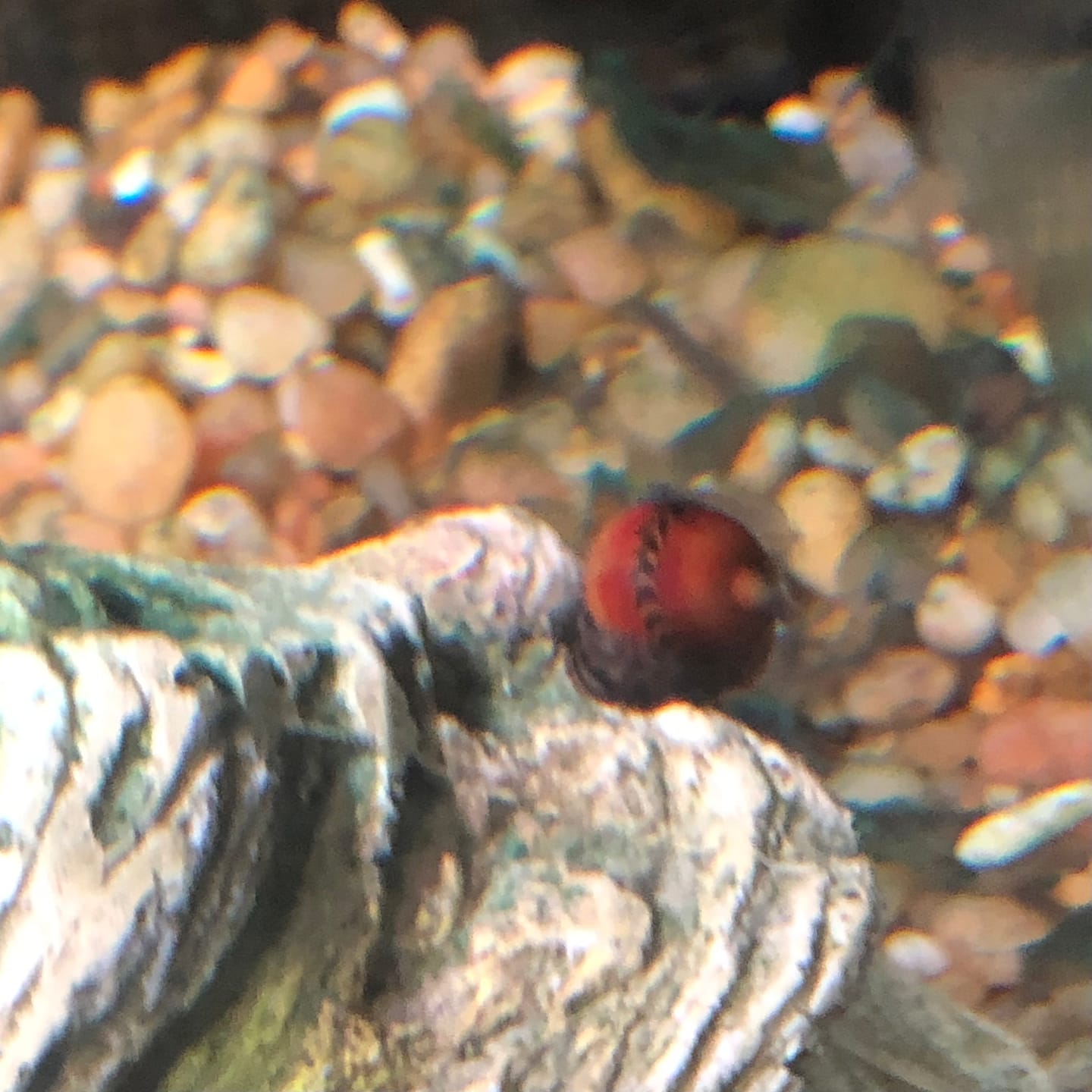 Customer photo review of Red Racer Nerite Snail | Striking Red Shell Pattern