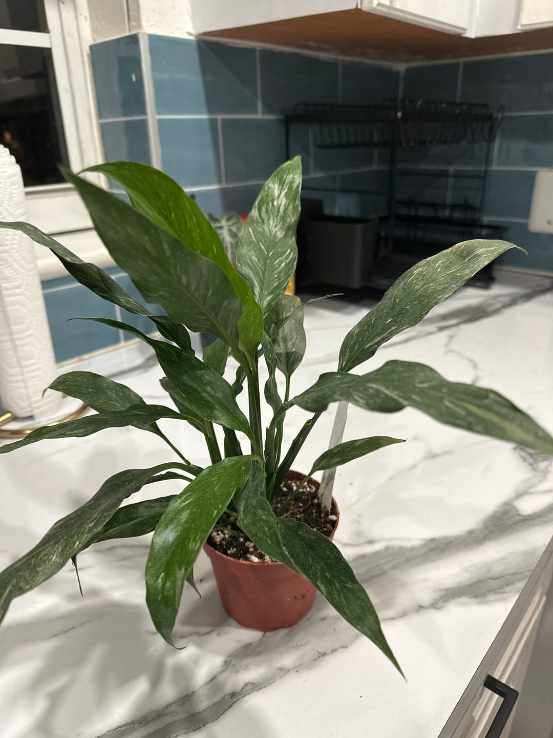 Customer photo review of Spathiphyllum 'Domino'