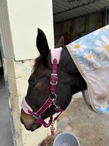 Customer photo review of LeMieux Vogue Headcollar & Leadrope - AW26