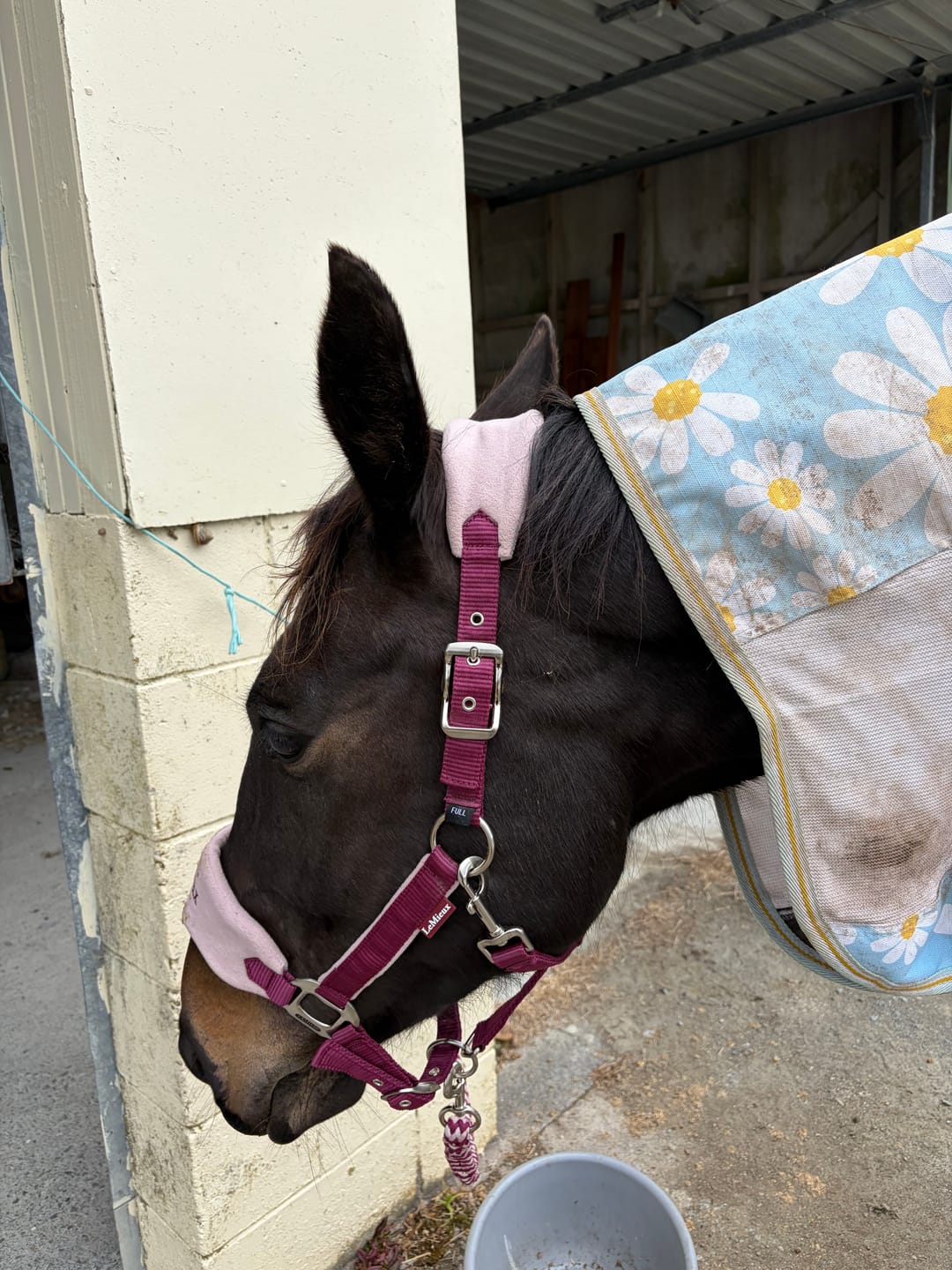 Customer photo review of LeMieux Vogue Headcollar & Leadrope - AW26