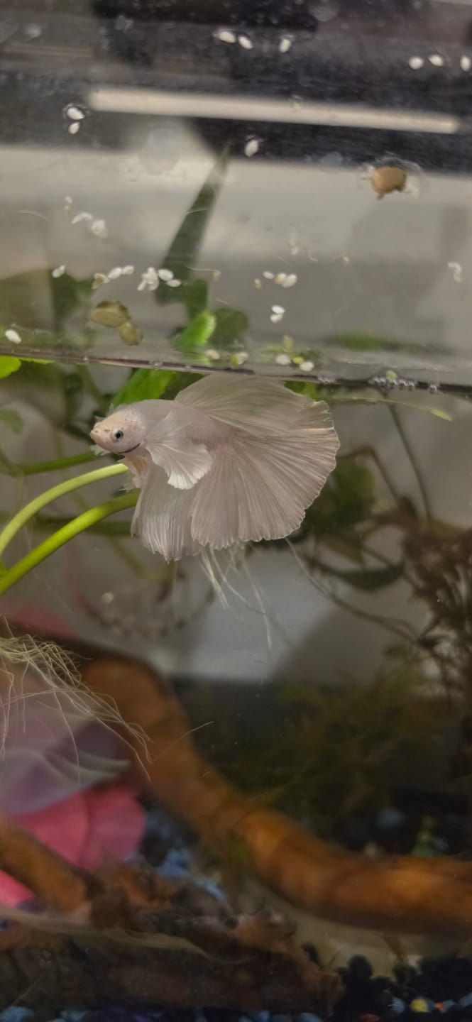 Customer photo review of Super White Dumbo Ear Halfmoon Male Betta Fish