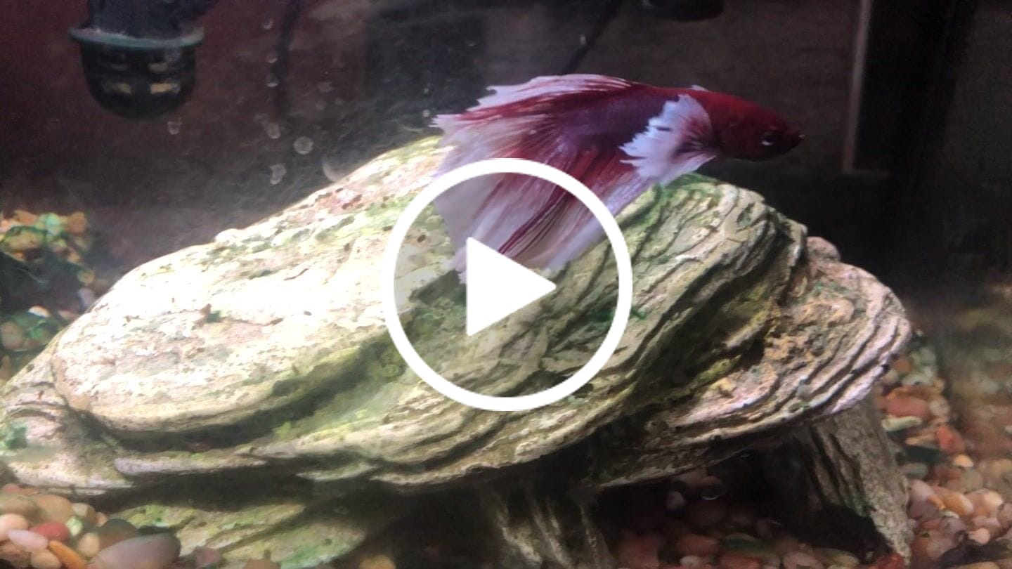 Customer video review of Dumbo Lavender Halfmoon Male Betta Fish