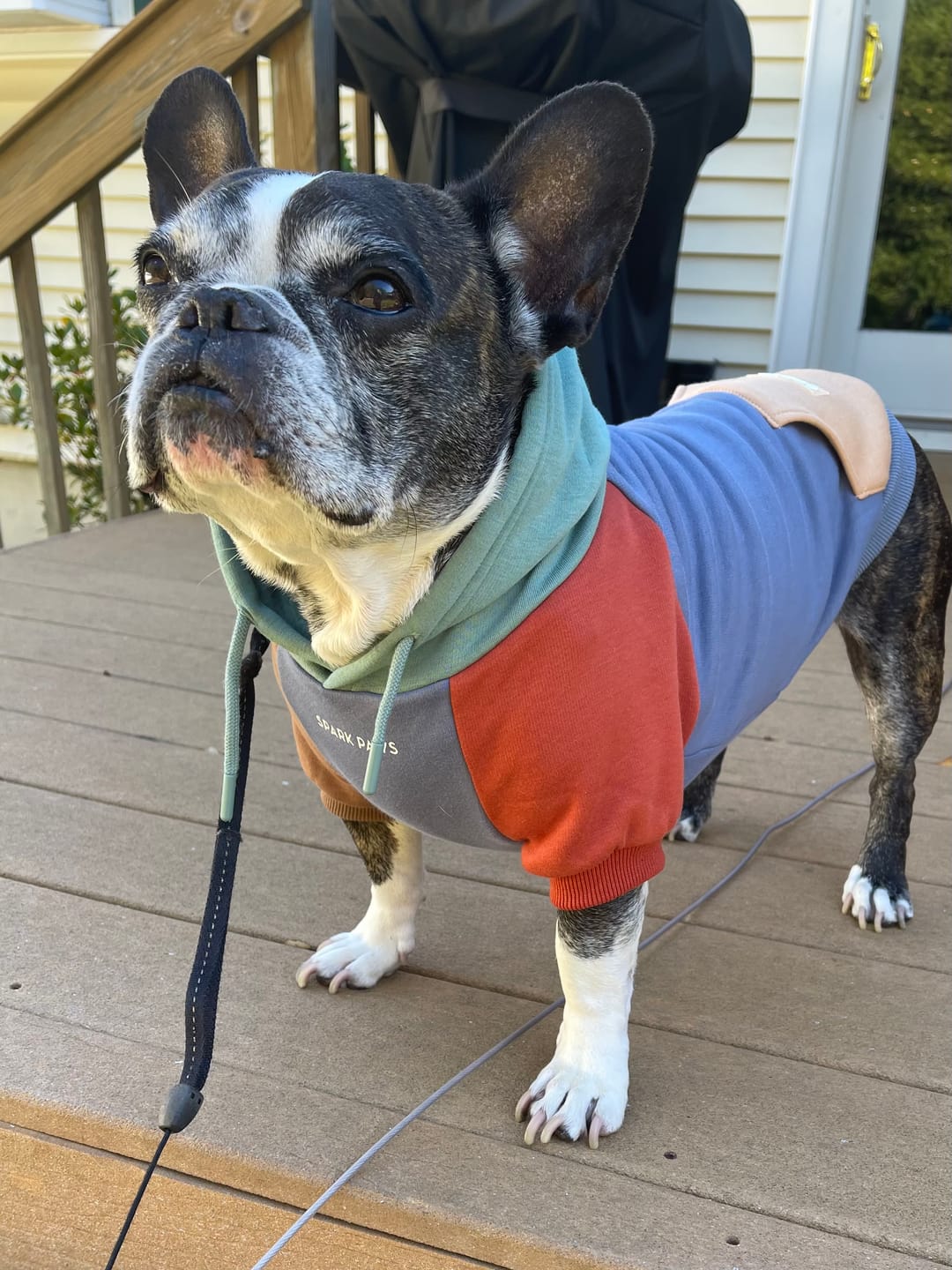 Customer photo review of Alpine Dog Hoodie