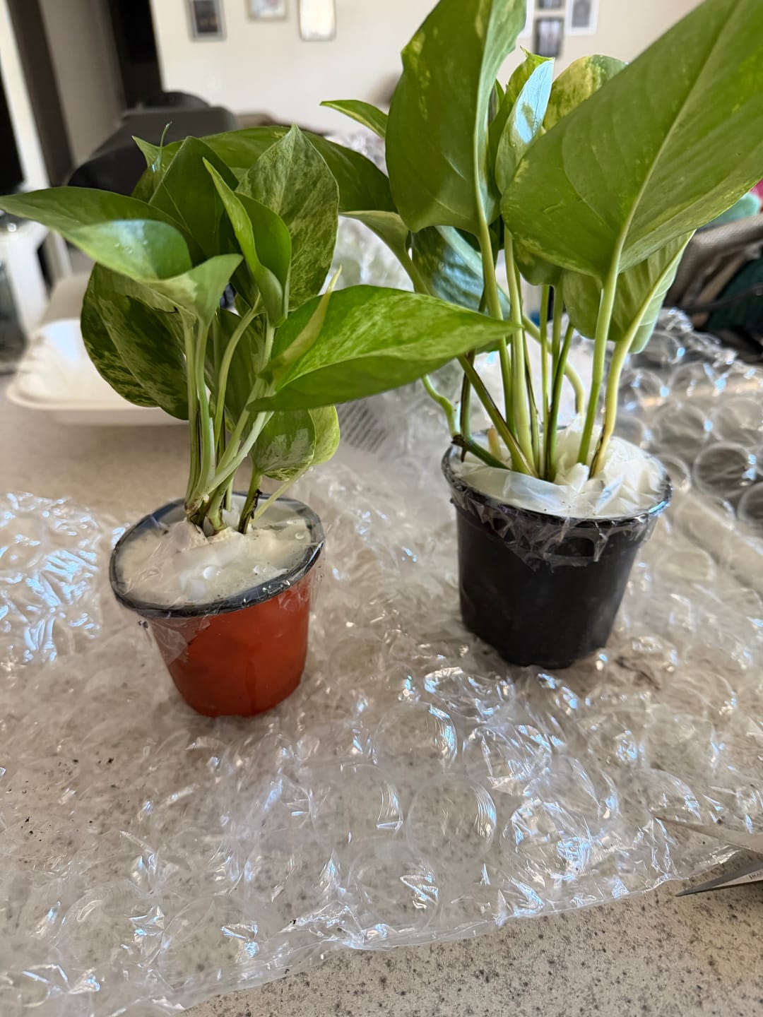 Customer photo review of Rare Pothos cuttings Mix- Marble Pothos / Heart Leaf Philodendron / Silver Pothos / Njoy / Cebu Blue / Neon Pothos / Pick and Choose