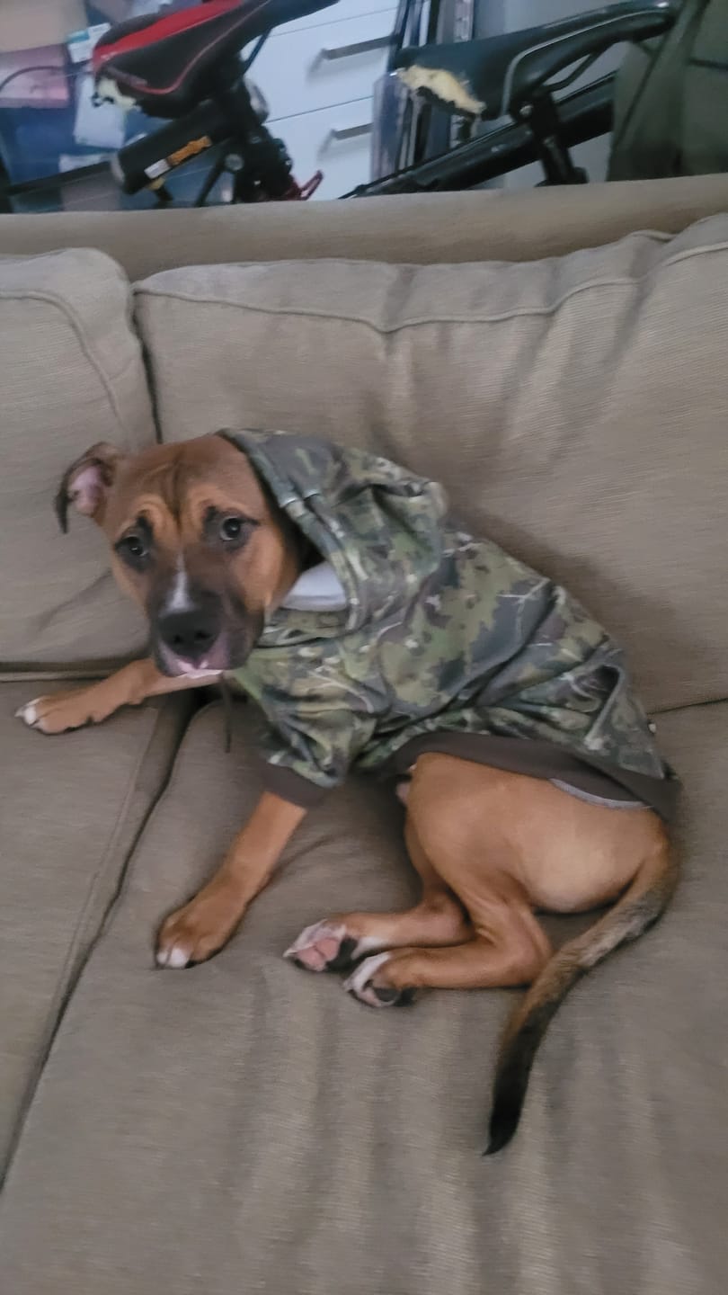 Customer photo review of Camo Dog Hoodies