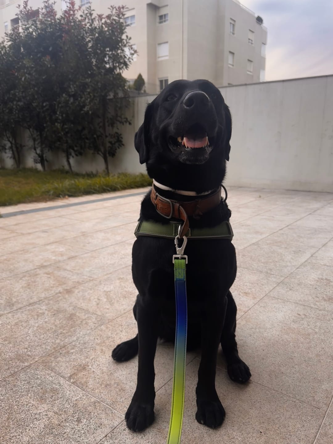 Customer photo review of Leash and Poop Bag Holder Set - Lime Wave
