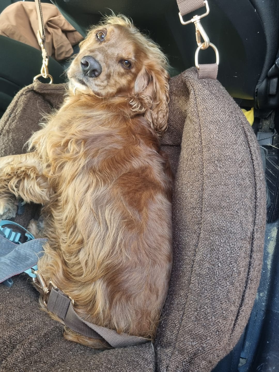 Customer photo review of Chocolate | The Bouclé Car Seat