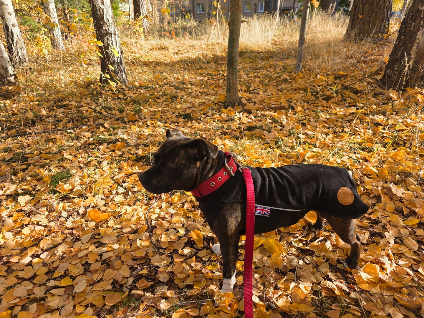 Customer photo review of Staffordshire Bull Terrier 1935® Fleece Coat - Black