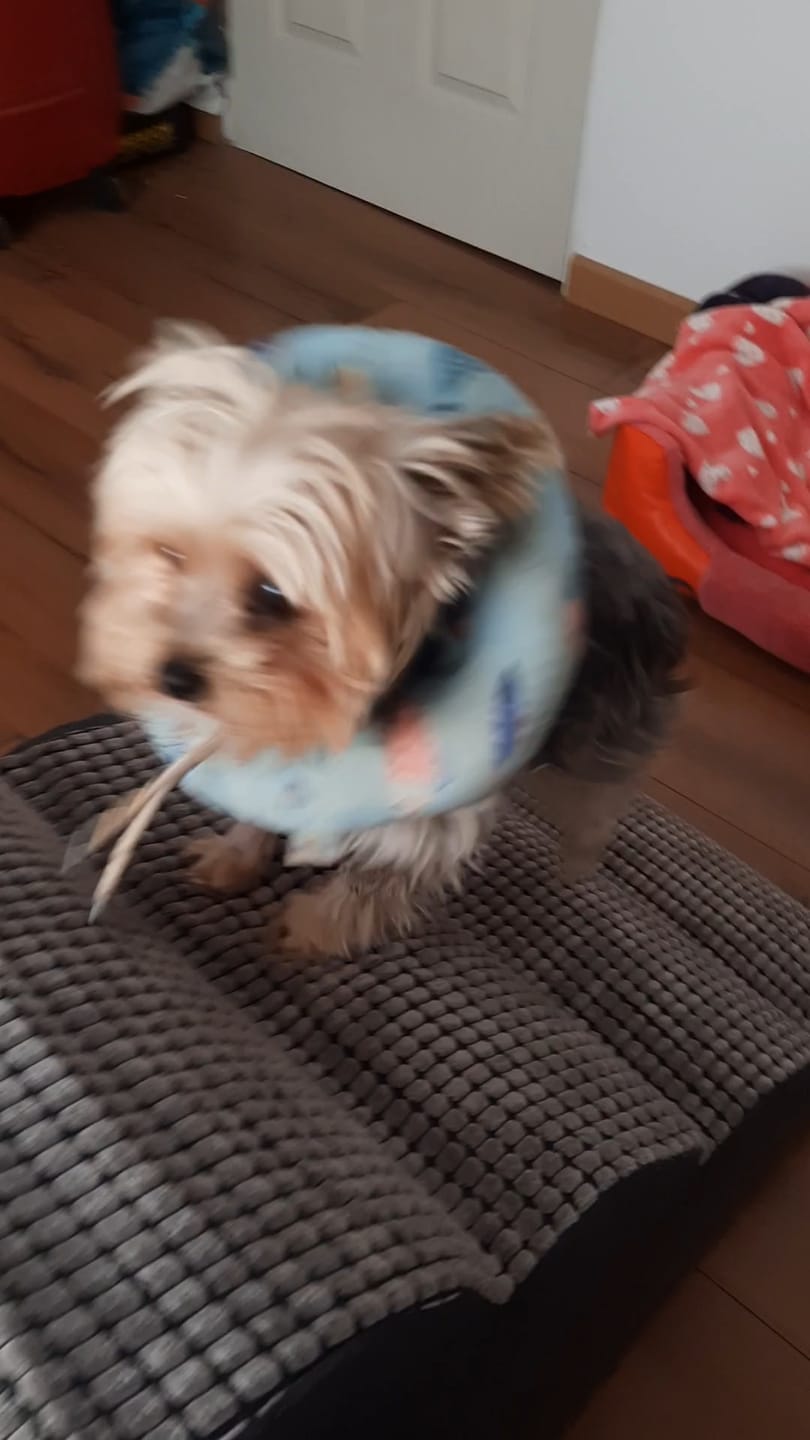 Customer photo review of Rampa Pendiente Suave THE DOGS