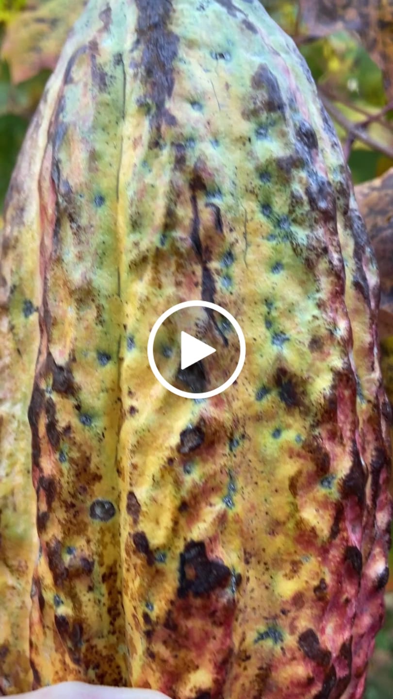 Customer video review of Cacao (Chocolate)