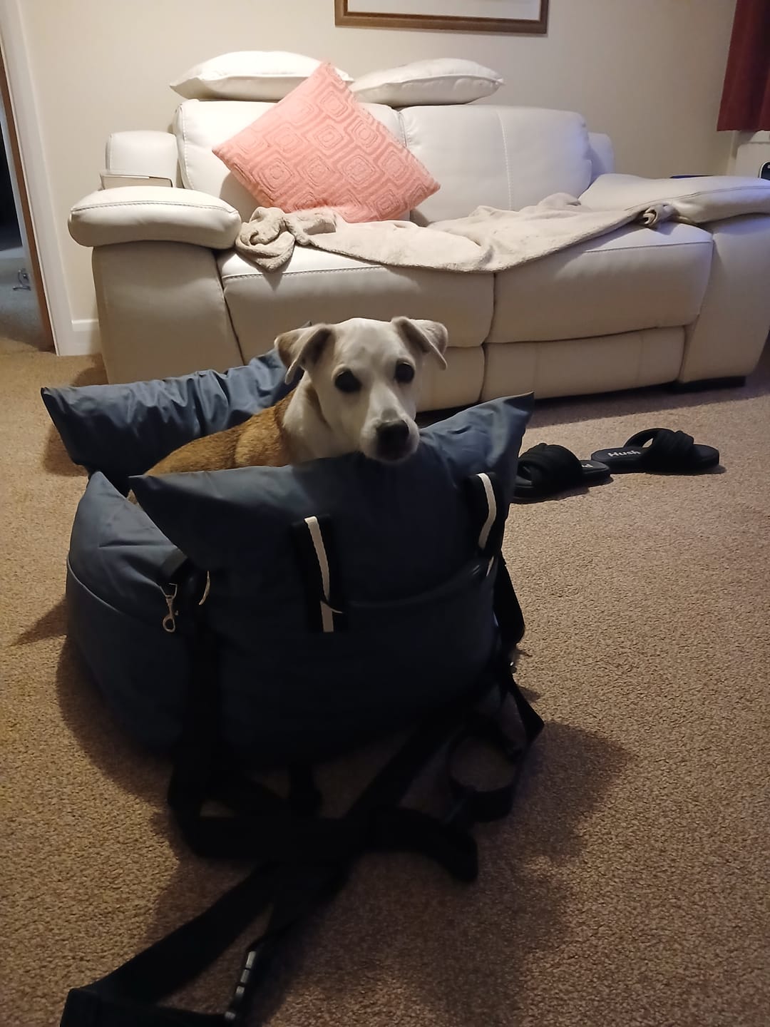 Customer photo review of Dog Dock V2 New & Improved ISO Fix