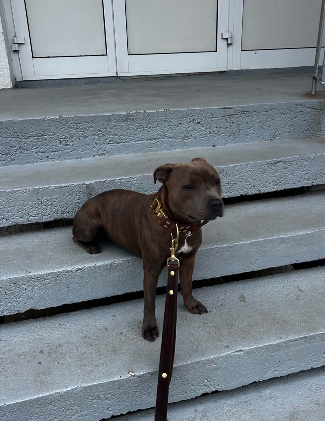 Customer photo review of Smycz z dodatkową rączką - Guard Leash Golden Edition Dark Brown