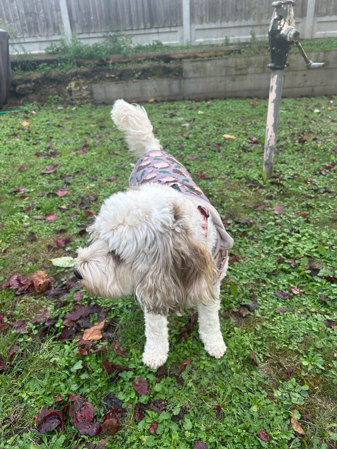 Customer photo review of Rain Jacket - In A Prickle