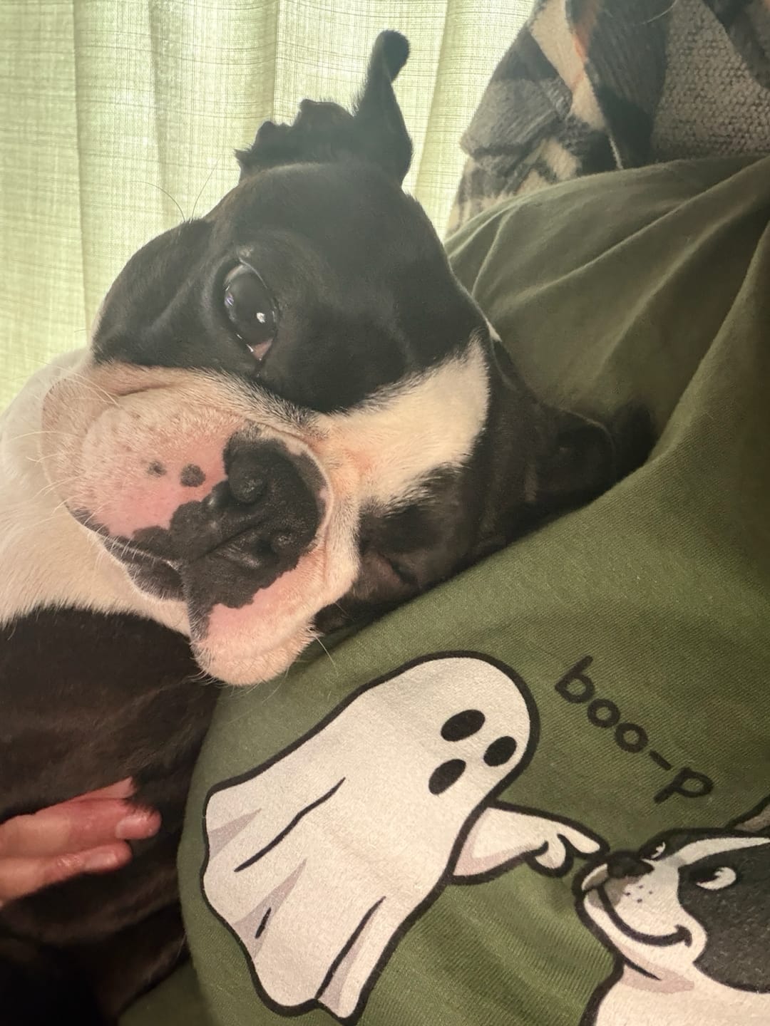 Customer photo review of Boo-p Boston Terrier Shirt