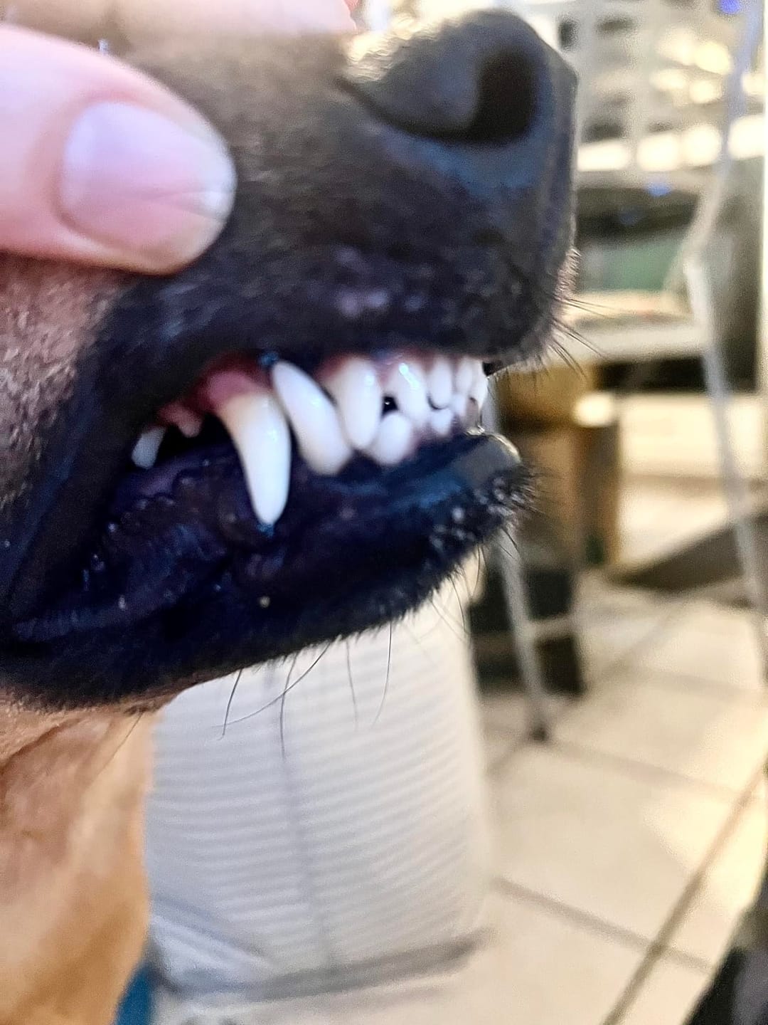 Customer photo review of Natural Dog Dental Powder