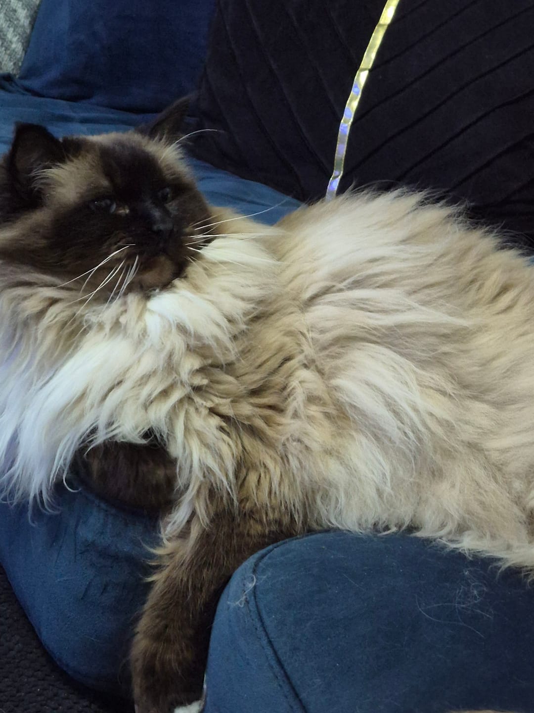 Customer photo review of All-Rounder Unscented Cat Litter (W225) - 20KG