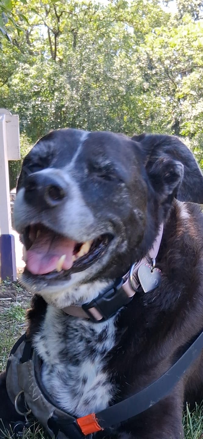 Customer photo review of OptiWize Collagen +Plus Dog and Cat Joint Health Supplement