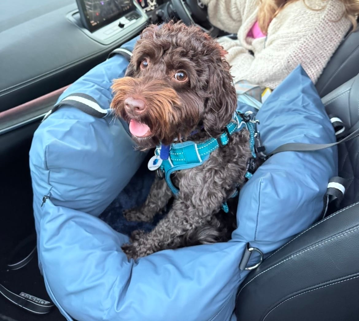 Customer photo review of Dog Dock V2 New & Improved ISO Fix