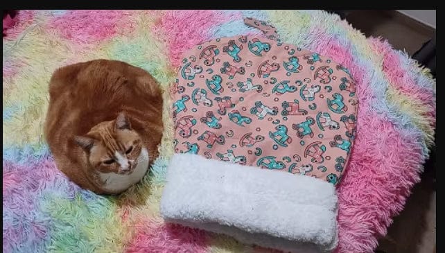 Customer photo review of Saco de dormir afelpado para gatos