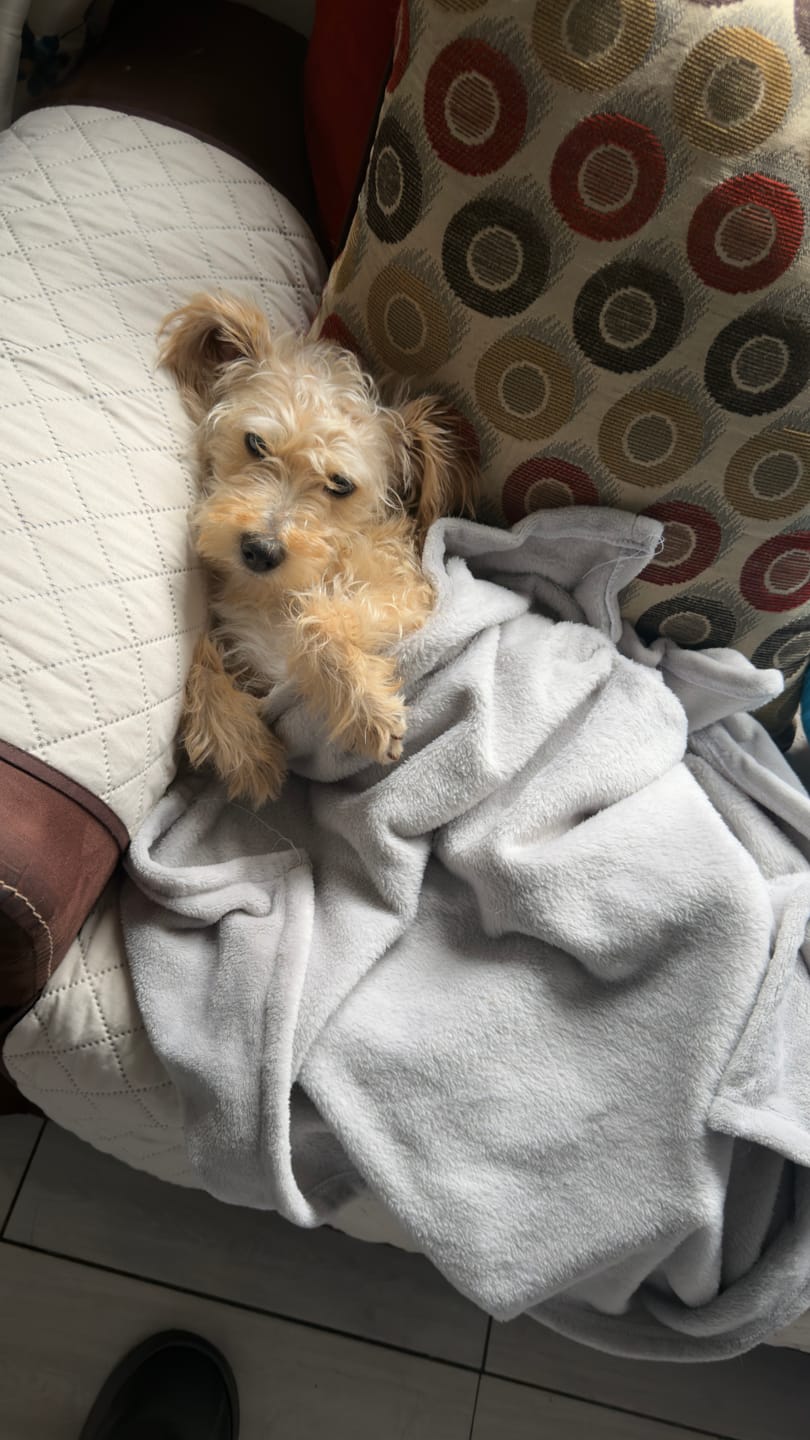 Customer photo review of Manta Relajante para Mascotas
