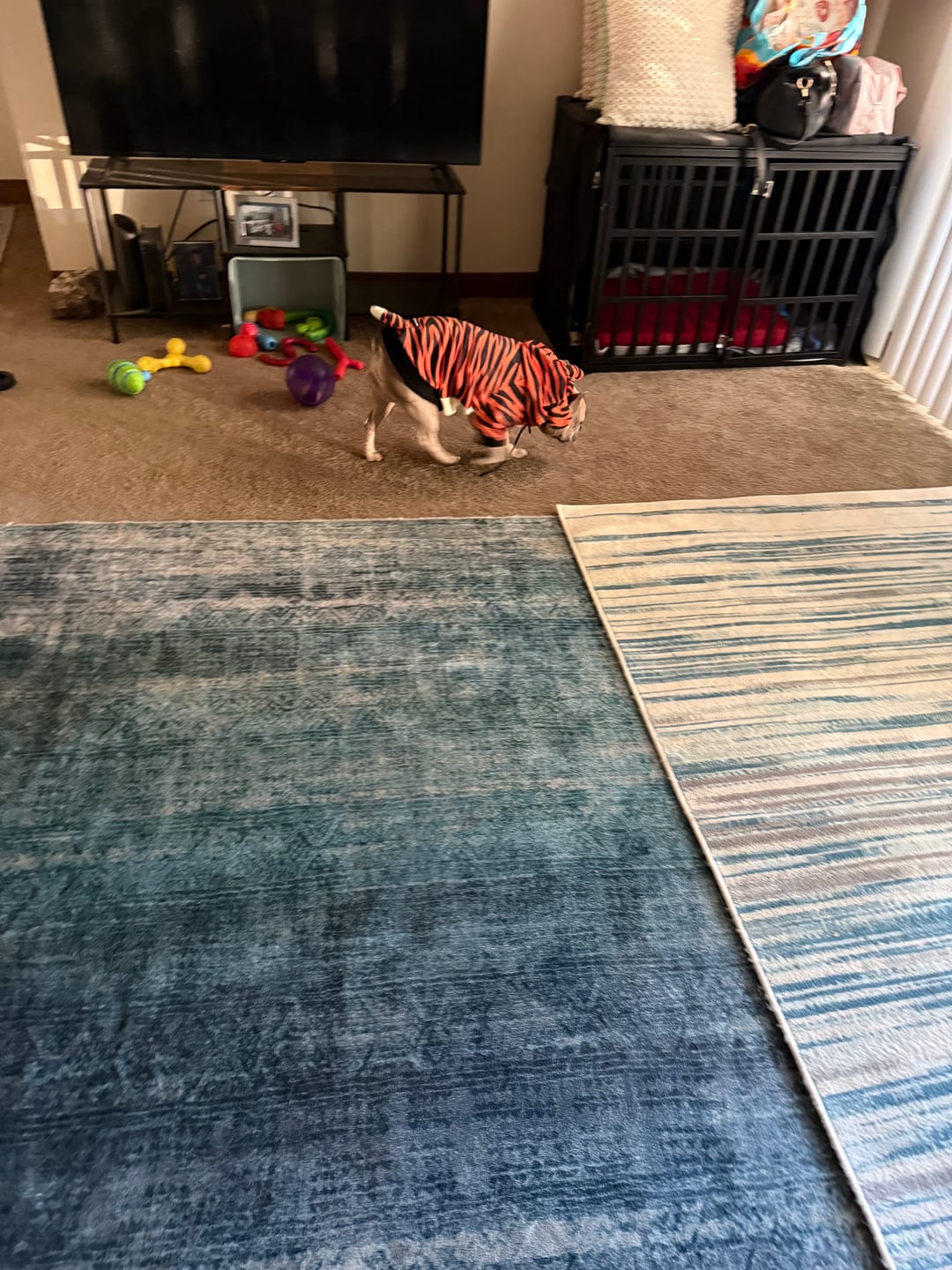 Customer photo review of Halloween Dog Hoodie - Tiger