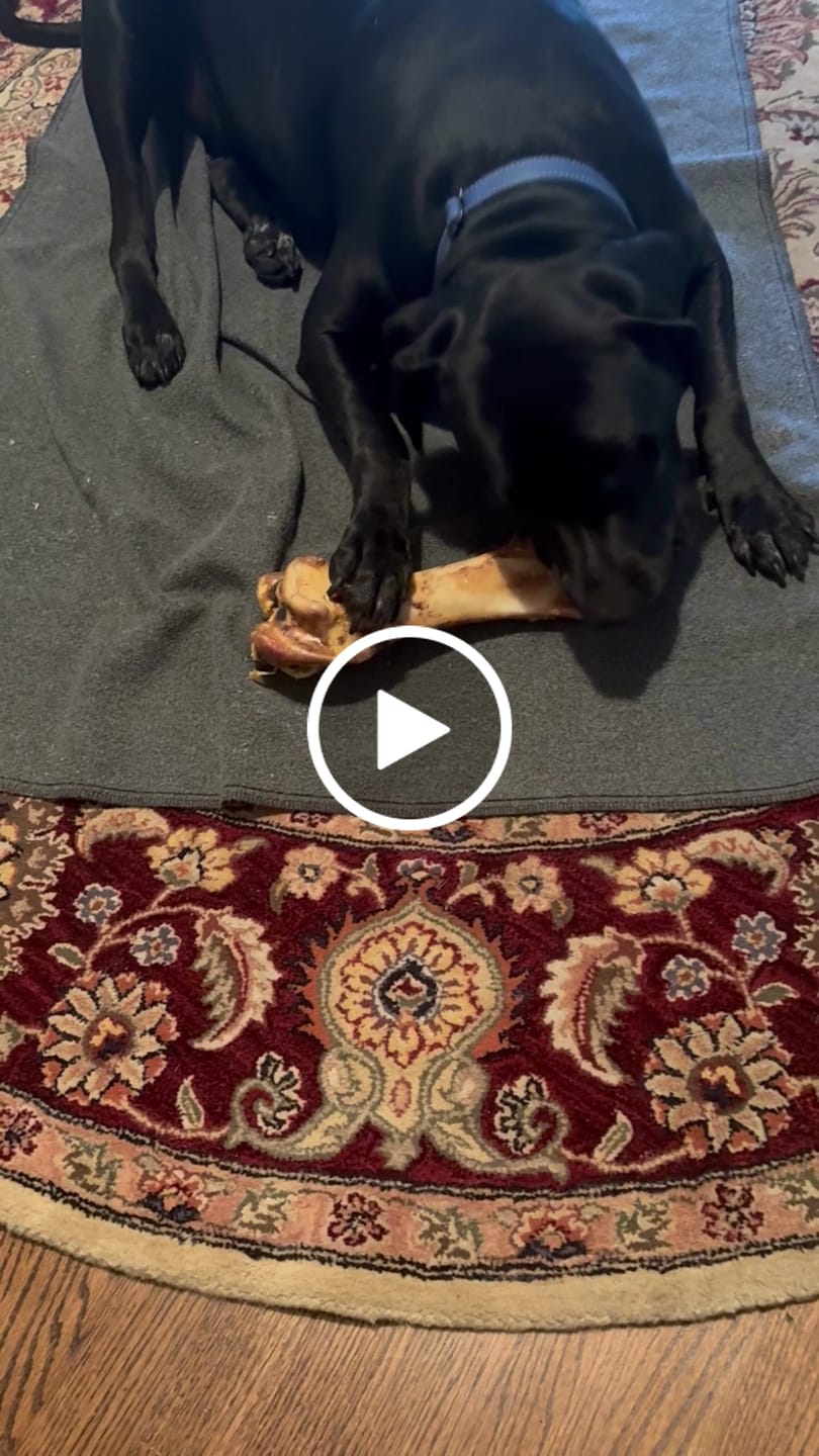 Customer video review of Ostrich Hip Bone (12" x 5"x 3”): The Durable, Flavor-Packed Chew for Medium & Large Dogs
