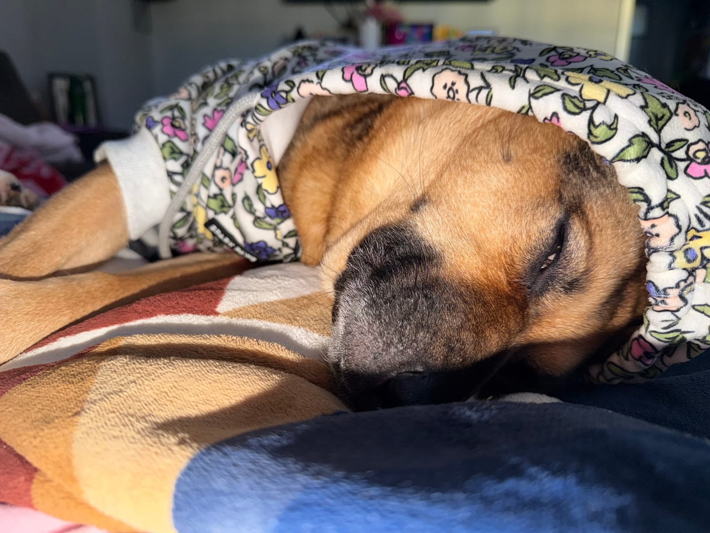 Customer photo review of Vintage Flower Dog Hoodie - Light Grey