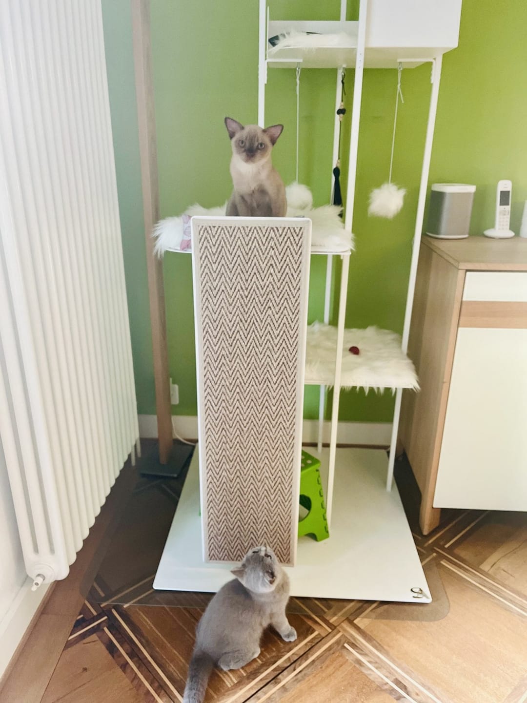 Customer photo review of STYA Katzen Kratzbaum MS310