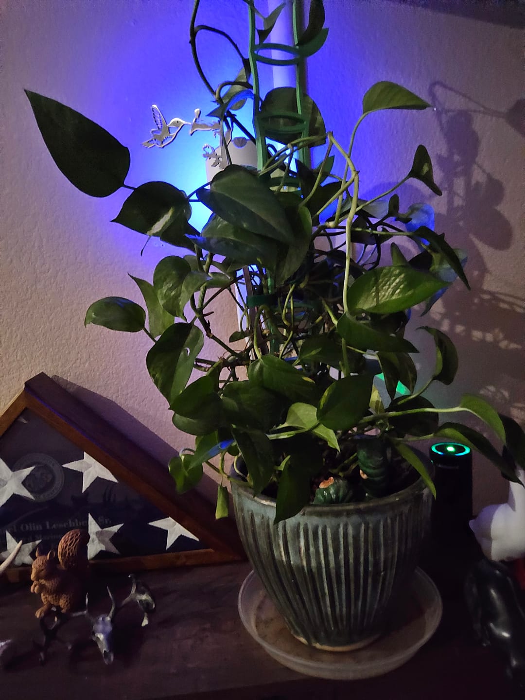 Customer photo review of Fungus Gnat Death Drops