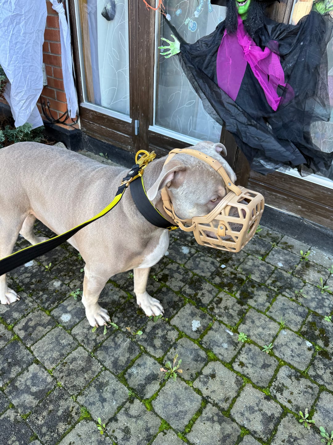 Customer photo review of 1.4m Lighter Swivel Combat Leash | Anti-Tangle & Secure Clip - Black x Yellow