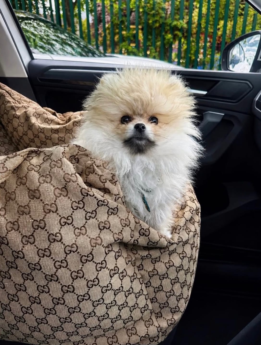 Customer photo review of ZUCCINI DOG CAR SEAT FOR  DOGS