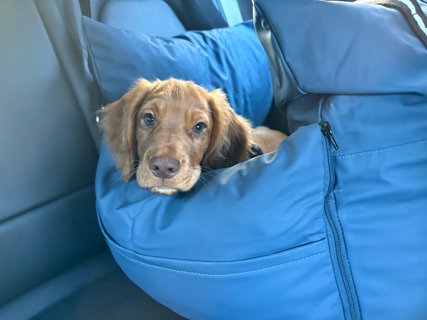 Customer photo review of Dog Dock V2 New & Improved ISO Fix